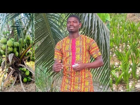 What You Need To Know About Coconut Farming.