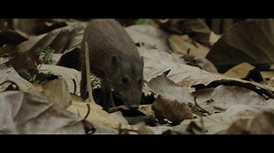 🐗 Previously believed extinct, the pygmy hog was rediscovered 52 years ago! 🐗 🌿 Since then, we’ve been working in Assam, India to help save this precious species from extinction through captive breeding, release programmes, and habitat restoration. 💚 £5 a month could help feed precious pygmy hogs before being released into the wild. Help us to save species from extinction 👇 https://www.durrell.org/donate/ | Durrell Wildlife Conservation Trust