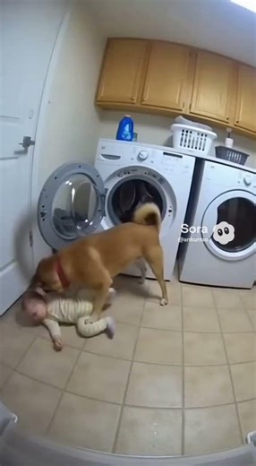 Dog Babysitting Baby Stops Washing Machine Accident 😱🐶