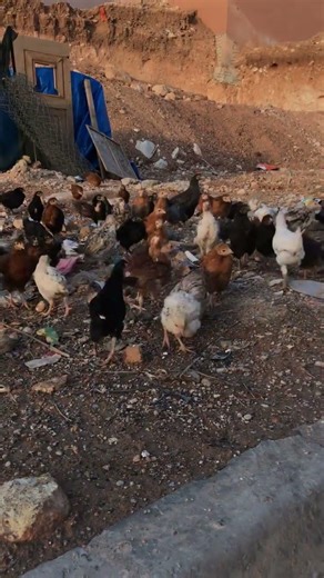 Life on the Farm: Amazing Free-Range Chickens#animals