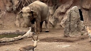 Watch quick-thinking elephant rescue drowning gazelle with its trunk