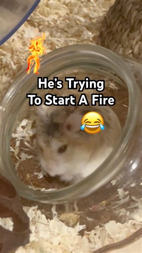 He’s Trying To Start A Fire 🔥😂 #hamster #cuteanimal #pets #cutealert #fluffy #hamsterpower #funny