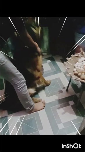 GSD vs Mouse#dog lovers #hunting skills#Scott training