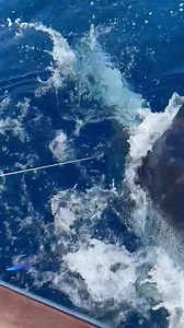 5.9K views · 399 reactions | Instant gratification? Less than 30 min lines in, released a solid 700. Pardon the dorky narrative. | Bad Company Fishing Adventures | Facebook