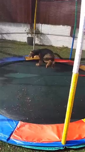 Airedale Terrier Club | Airedale Terrier Club