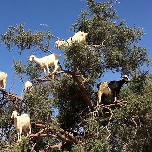 1.5M views · 96K reactions | Just some goats enjoying a midday snack  | Furry Tails | Facebook