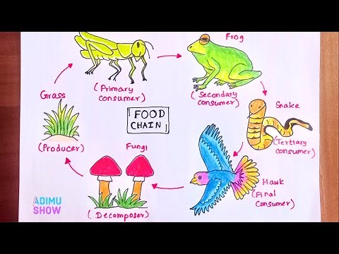 How to Draw Food Chain🌤🦗🍃🦜🐸🍄🐍|step by step drawing tutorial