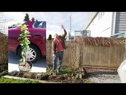 Columnar Apple Tree - Golden Sentinel - 5 Year Review