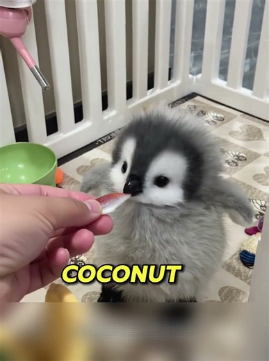 Baby Penguin’s Cozy Home & Playtime 🐧 – Cute Pet #shorts #shortvideo