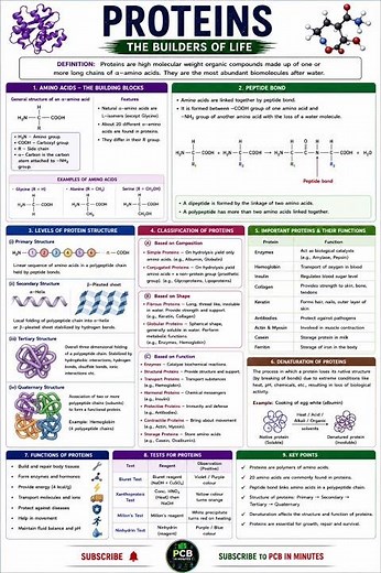 🚀 Proteins Explained | Structure, Types, Functions & Amino Acids class 11th