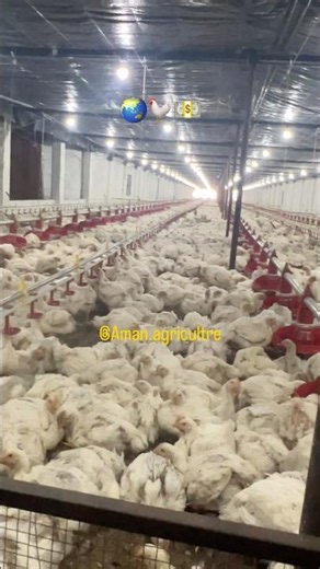 Never fear getting a bad reputation ecpoultryfarm #youtubeshorts #farming #ecpoultryfarm #poultry...