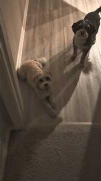 Puppies Try To Bust Into Master Bedroom!