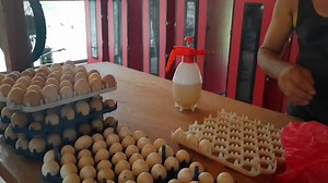 279K views · 10K reactions | I, Farm Boy! KEEP INCUBATORS CLEAN TO...