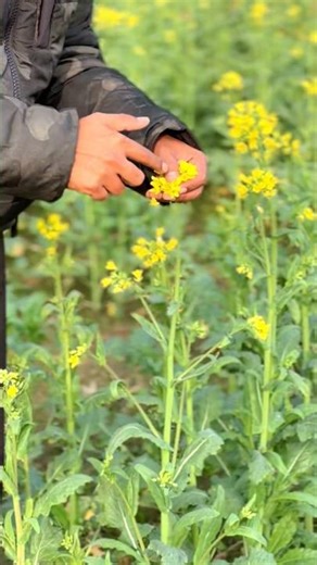 Types of flowers #shortsviral #biology #shortsfeed #plants #like #subscribe