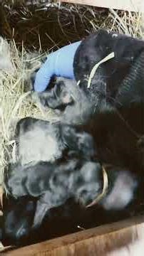 Rabbit Litter Update 12/28/2025 Silver Fox #rabbit #shorts #homesteading