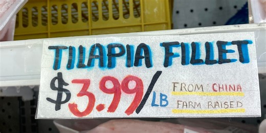 chinese tilapia under the microscope