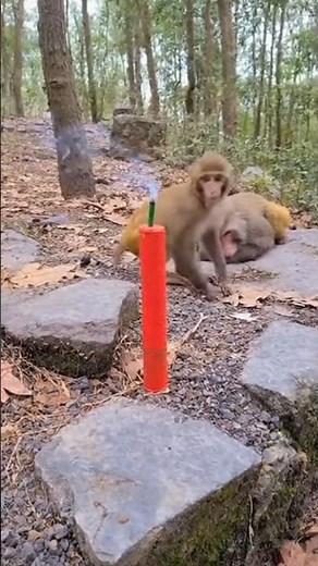 “Monkey Firework Chaos! 💥🙈😂” #funny #entertaininganimals