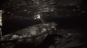 Matt is on the hunt for the Giant Flounder. Watch the full Episode now on the Ultimate Fishing App. | Ultimate Fishing