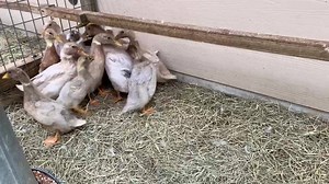 The Golden 300 hybrid ducks are a mix of Cayuga, Rouen, Campbell & Runner ducks. They are meant for egg production. #golden300ducks #wabashfeedandgarden #houston #homesteading #ducks | Wabash Feed