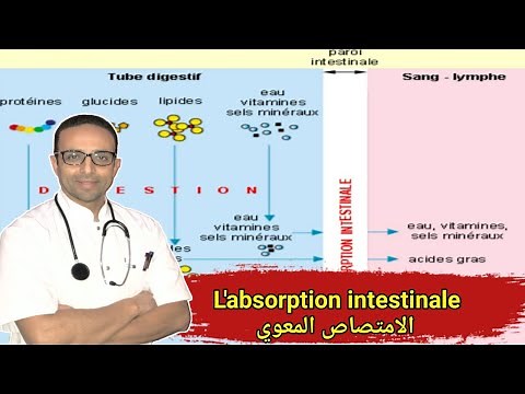 Le système digestif : l'absorption intestinale