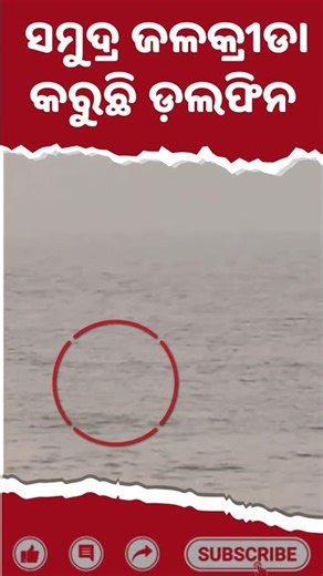 ସମୁଦ୍ର ଜଳକ୍ରୀଡା କରୁଛି ଡ଼ଲଫିନ || #pbkathaamara