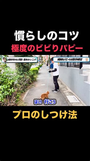 ゆうと先生|犬しつけTV on Instagram: "極度のビビりパピー 社会化慣らしのコツ 犬のしつけの極意を プロドッグトレーナーが毎日配信🐶✨ 公式アカウント▽ @tokyo__dogs 🐾⫘⫘⫘⫘⫘⫘⫘⫘⫘⫘🐾 犬の本質を理解した 「褒めるしつけトレーニング®︎」 （褒めトレ®︎） 「お客様満足度国内No.1」の "犬しつけ専門店"🐶 🐾⫘⫘⫘⫘⫘⫘⫘⫘⫘⫘🐾"