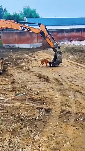 Playful Dog Rides Excavator Bucket Like a Roller Coaster #machinery #diy #dog #excavator | 5s Crafts