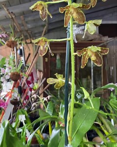 16 reactions | Left to right…Gram. Scriptum var leopard , gram. scriptum var. spots, gram. Crownfox leopard ‘Panthera ‘ Gram. ‘Fely’s Sunshine’ AM/AOS Fely’s Sunshine small, scriptum spots, Gram. Crownfox leopard ‘upright’ (NBS of all available) | Orchid Alley Kauai | Facebook