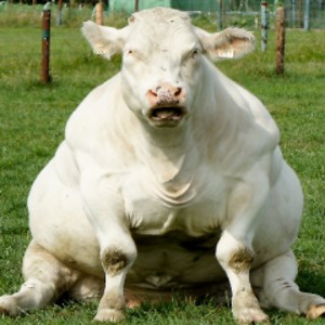 StallingRL - Twitch