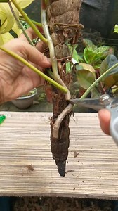 104K views · 1.4K reactions | Leaf Propagation for Florida Beauty 華. Happy Propagating #plantgirlph #plantingloveandkindness #plantsmakepeoplehappy #propagation | PlantGirl PH | Facebook