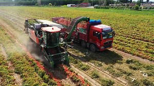 79K views · 1.7K reactions | A kind of smart tomato harvester is helping farmers in Manas County, northwest China's Xinjiang improve harvesting efficiency as the county's 15,000 mu (1,000 hectares) of tomatoes are ready to be picked. | China Xinhua News | Facebook