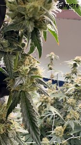Awesome development from our partner grow facility. Get the results...