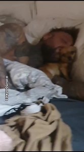 1.3M views · 75K reactions | Cute Milton the chihuahua sleeping with snoring dad #dog #dogsofinstagram #chihuahua #chihuahualovers #chihuahuasofinstagram #chihuahualove | miltonnkez | Facebook
