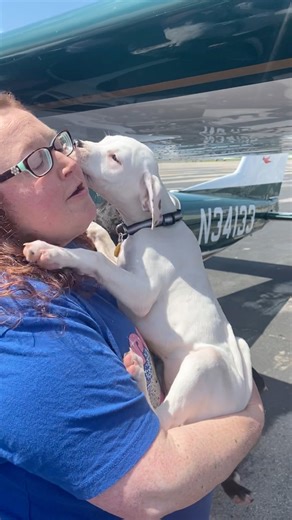 Giving all the love boops! This litter of six are all still adoptable! 🐶Captured in this video includes loving Honey 🍯 giving cuddles to a loving foster! #welovehoney #honey #sweethoney #underdogpetrescue #rescuepuppy #planetransport #flying | Underdog Pet Rescue of Wisconsin, Inc.