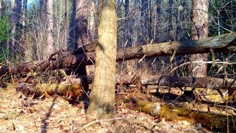 Wildlife Caught Naturally by Forest Camera Traps