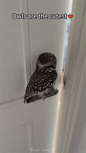 owl lovers on Instagram: "Owls are the cutest! Credit pet.time.27 .. .. .. 📷 Thanks to pet.playground22| Tiktok ❤️ Please DM for credit/removal (All rights® are reserved & belong to their respective owners) #owl #owllover #bird #owllovers #owls #owlsofinstagram #owllove #birdlife #petlove #animallover #wild #animalface #petsgram #animallovers #petoftheday #wildbird #pet #owlstagram #birdlovers #petbird #cuteanimal #petlover #animallove #animalphotography #cuteanimals #nature #wildnature #animal
