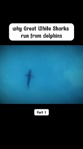 why Great White Sharks run from dolphins. #dolphins #greatwhiteshark #deepsea #oceanlife #animaltok