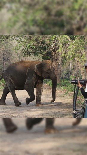 #elephant #shorts #ytshorts #shortsfeed #art #love #nature #jimcorbett