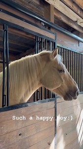 Buddy is such a friendly boy! He loves just hanging out with his head out the stall!!😍😂 | RAMM Fence & Stalls