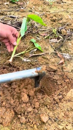 Planting Colocasia esculenta Tutorial #farming #shorts