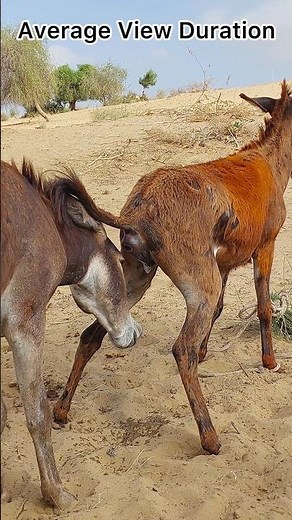 Sounds in donkey 🐴#naturephotography