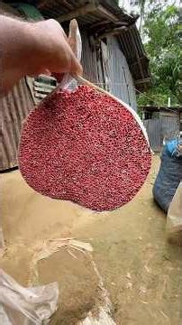 The complete process of making bidis. #reelsfypシ