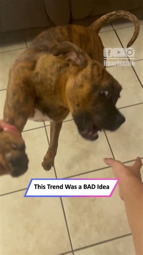 She Tried a TikTok Trend With Her Dog… Chaos and Cuteness Ensue! 🐶|| Heartsome 💖