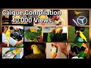 Caique Parrot Compilation Part-1 for Tips, Tricks and Funny Videos || Indian Ringneck