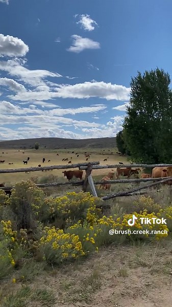 You can expect to experience the authentic spirit of the American West here on our working cattle ranch. Learn more about our Wagyu program on our website. #Wagyu #Cattle #Ranch
