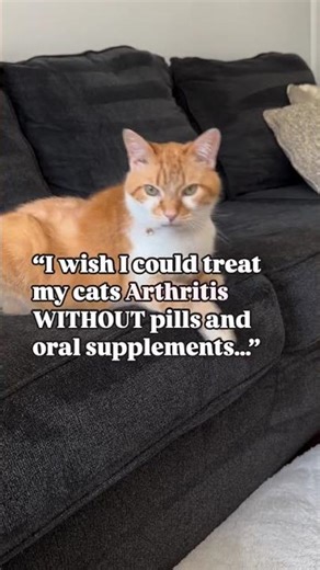 Spoiler alert- you can treat your cats arthritis without giving oral meds or supplements