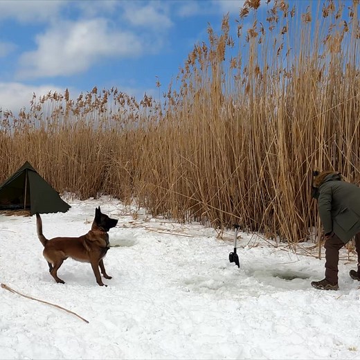 60K views · 1.9K reactions | Ice Fishing - Carp Fishing in Frozen Lake, Winter Camping with My Dog, Nature Documentary, Asmr #wargehbushcraft #icefishing #ice #iceland #icelake #carp #carpfishing ##camping #camp #tent #campinglife #fish #fishing #bushcraft #outdoor #asmr #dog #malinois #usa #survival #kamp #alone #hunting #nature | Wargeh Bushcraft | Facebook