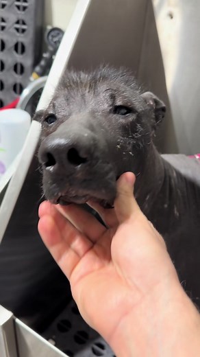 They’re un poco loco 🇲🇽🐶🐾 #xoloitzcuintli #xolo #mexicanhairless #doggrooming #dogbath #dogsoftiktok #mexico #tutorials