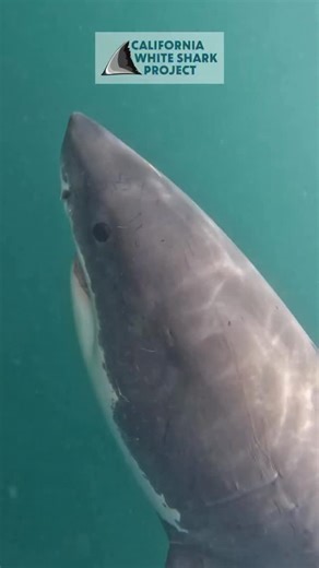 1.8K views · 414 reactions | Do white sharks poop? This is one of our favorite questions we get when giving school talks to elementary students. Because yes, they sure do! Here is a large male white shark we identified this year (2025). | California White Shark Project | Facebook