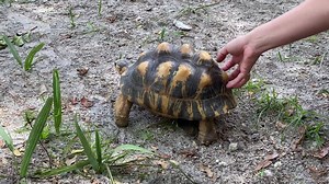 Did you know tortoises can feel their shells? A tortoise's shell is permanently attached to the spine and the rib cage. As you can see here, some of our tortoises, like Ethel, are particularly fond of getting scratches on the back of their shells from their keepers. #napleszoo #tortoise | Naples Zoo at Caribbean Gardens